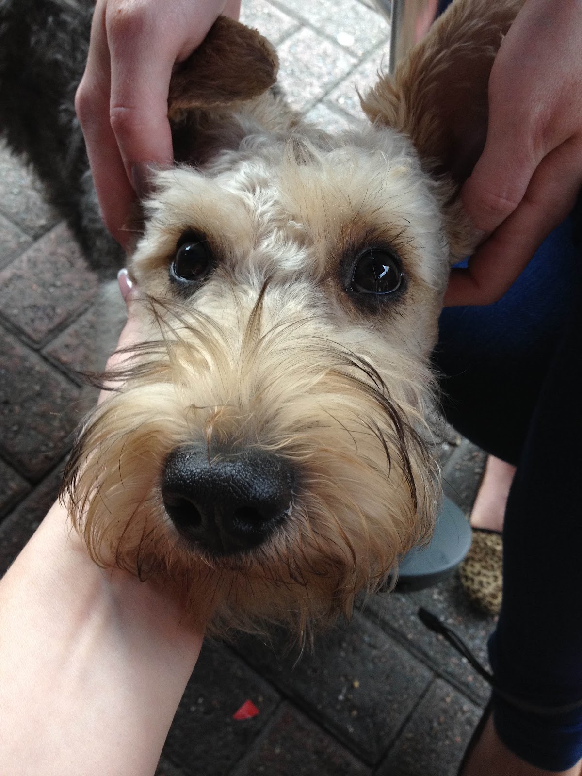 titanic heroine without dress